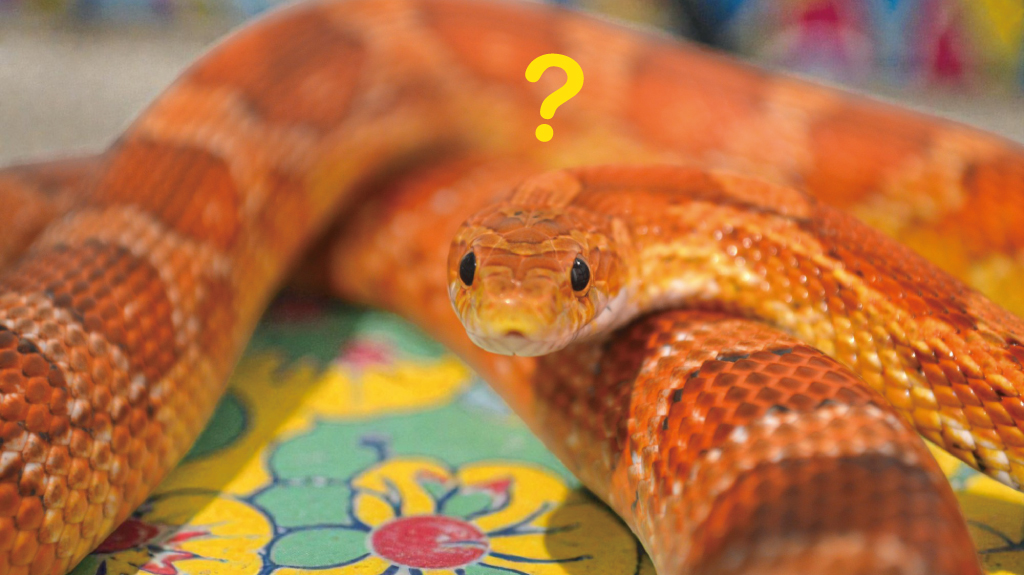 Food – 東京スネークセンター